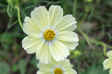 Obraz premium 見頃を迎えた秋桜