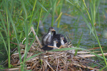 one month old coot chicks on a nest in a reed near lake