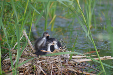 one month old coot chicks on a nest in a reed near lake