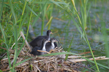 one month old coot chicks on a nest in a reed near lake