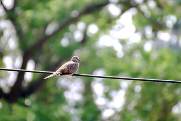 Dove bird on the electric cables wire