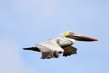 Pelikan im Flug