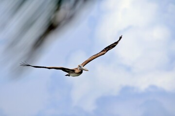 Fototapeta na wymiar Pelikan mit gespreizten Flügeln