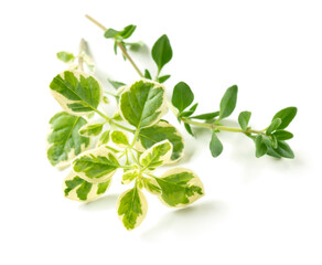 Obraz premium Fresh oregano and thyme isolated on white background