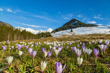 Allgäu -  Krokusblüte - Alpen - Krokusse - Frühling - April