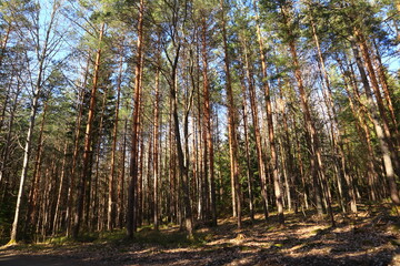 Part of a Swedish forest a sunny spring day. Nice weather and climate outside. Plenty of trees, trunks and bushes. Stockholm, Sweden, Europe.