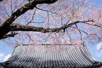 桜と瓦屋根