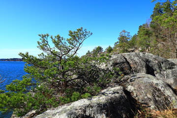 A small fir tree with a nice lake in the background. Cliffs and trees a sunny spring day. Clear blue sky outside. Mälaren, Stockholm, Sweden, Europe.
