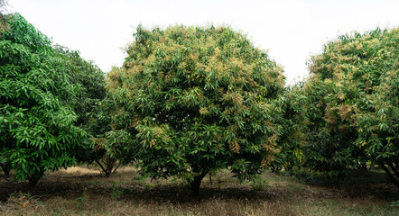 Mango trees and mango orchards that are blooming in the harvest season.