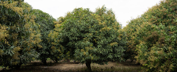 Mango trees and mango orchards that are blooming in the harvest season.
