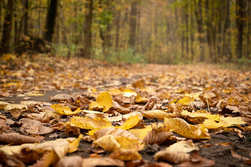 Close up fallen yellow leaves cover dirt road in the autumn forest
