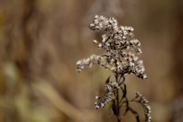 Dried goldenrod plant with small fluffy inflorescences on blurred background