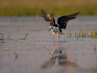 Black-winged stilt - himantopus himantopus wading in the water, red legs black and white wader