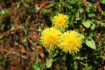 한국공원에핀꽃입니다