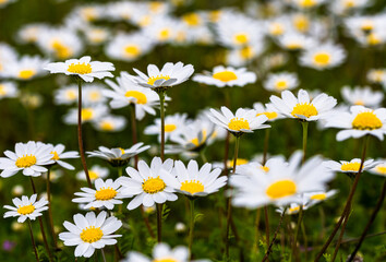 Fototapeta na wymiar Close-up image of white daisies. Background suitable for spring-themed themes