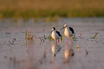Black-winged stilt - himantopus himantopus wading in the water, red legs black and white wader