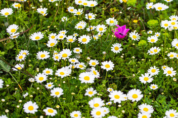 Fototapeta premium Daisies and the little purple poppy. Background suitable for spring-themed themes