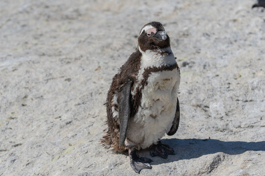 African penguin during moult stay at Boulders Beach South Africa