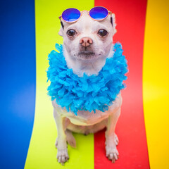 perro chihuahua
