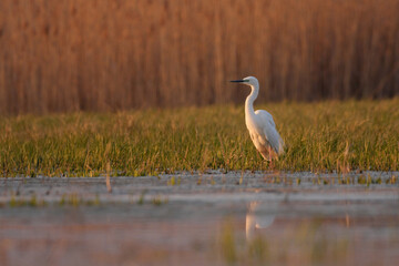 The great egret - Ardea alba in the swamp