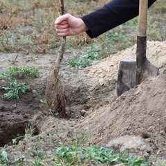 the gardener holds in his hand a young seedling next to a shovel and a dug hole. planting an apple tree