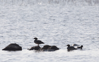 Mergansers on the beach