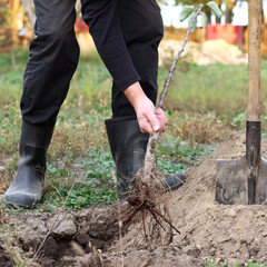 gardener with a young fruit tree and a shovel at the prepared hole in the area. spring planting seedlings in the garden