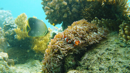 A Clown Anemonefish sheltering among the tentacles of its sea anemone. Underwater world with corals and tropical fishes