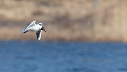 Black headed gull over the Baltic Sea