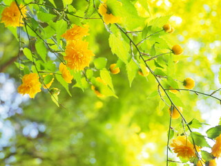 黄色い山吹の花