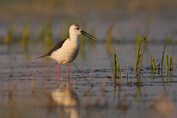 Obraz premium Black-winged stilt - himantopus himantopus wading in the water, red legs black and white wader