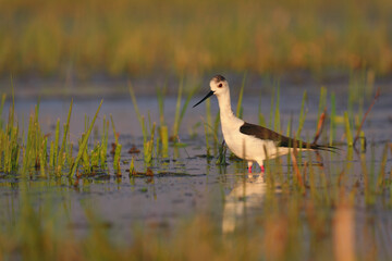 Black-winged stilt - himantopus himantopus wading in the water, red legs black and white wader
