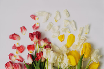Tulips are white, red, yellow, wilted after the holiday. Copyspace.