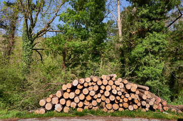 Stacked pine logs against green vegetation on a beautiful day of spring