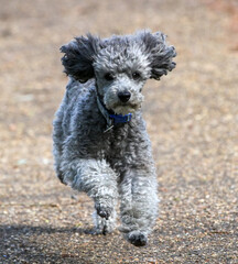 Silver Poodle in pet trim