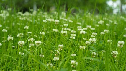Meadow with many white clovers