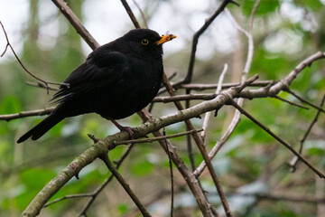 Eurasian Blackbird (Turdus merula), Victoria Park, Belfast, Northern Ireland, UK