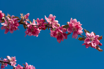 morello cherry branch with red flowers on blue sky
