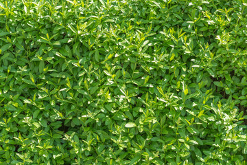 Green wall of small leaves in a sunny day as background