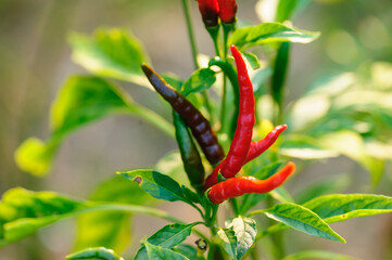 Growing  pepper Organic farming in mountains