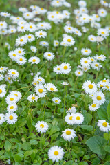 Fototapeta premium Chamomile flowers in a green meadow on a the sunny summer day. white bunch of white flowers on green background in shadow.