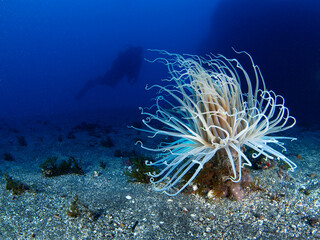 Tube anemone or cylinder anemone, Cerianthus membranaceus