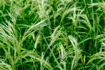 Flowering rice plant growing in the field