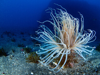 Fototapeta na wymiar Tube anemone or cylinder anemone, Cerianthus membranaceus
