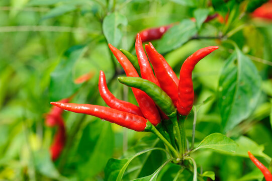Growing  pepper Organic farming in mountains