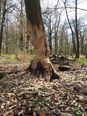 Obraz premium OLYMPUS DIGITAL CAMERA