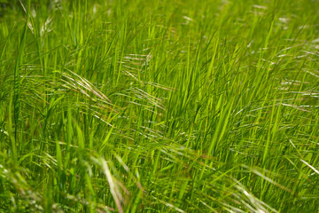 the close-up of green young grass in spring