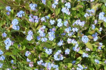 Voll erblühte Vergissmeinnicht