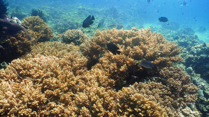 Naklejka na ściany i meble coral reef and tropical fish. underwater world diving and snorkeling on coral reef. Hard and soft corals underwater landscape