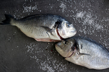 Uncooked sea bream fish on gray textured background. Fresh eating concept. Raw dorado fish top view photo. 